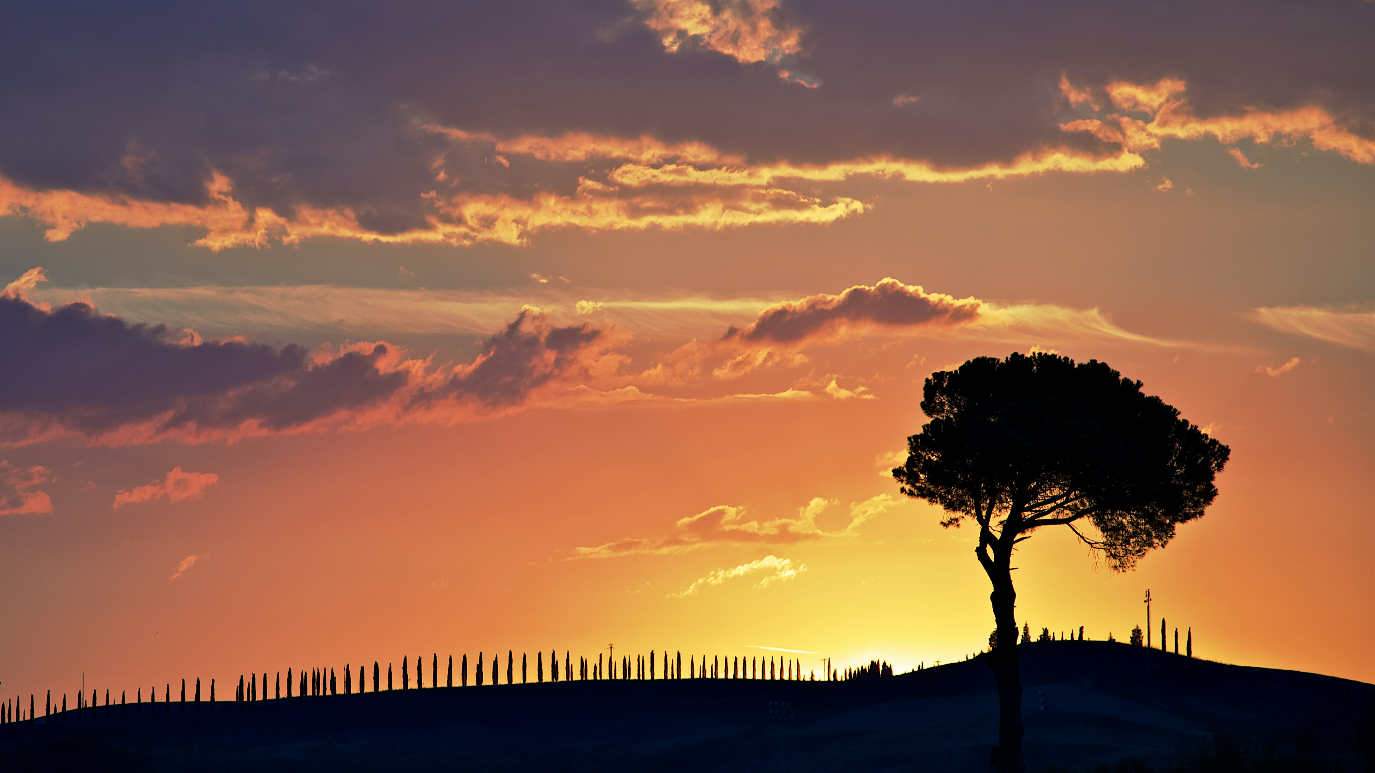 tree above hill during sunset